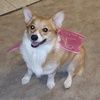 Kate Galloway - @corgimom0507 - Poshmark